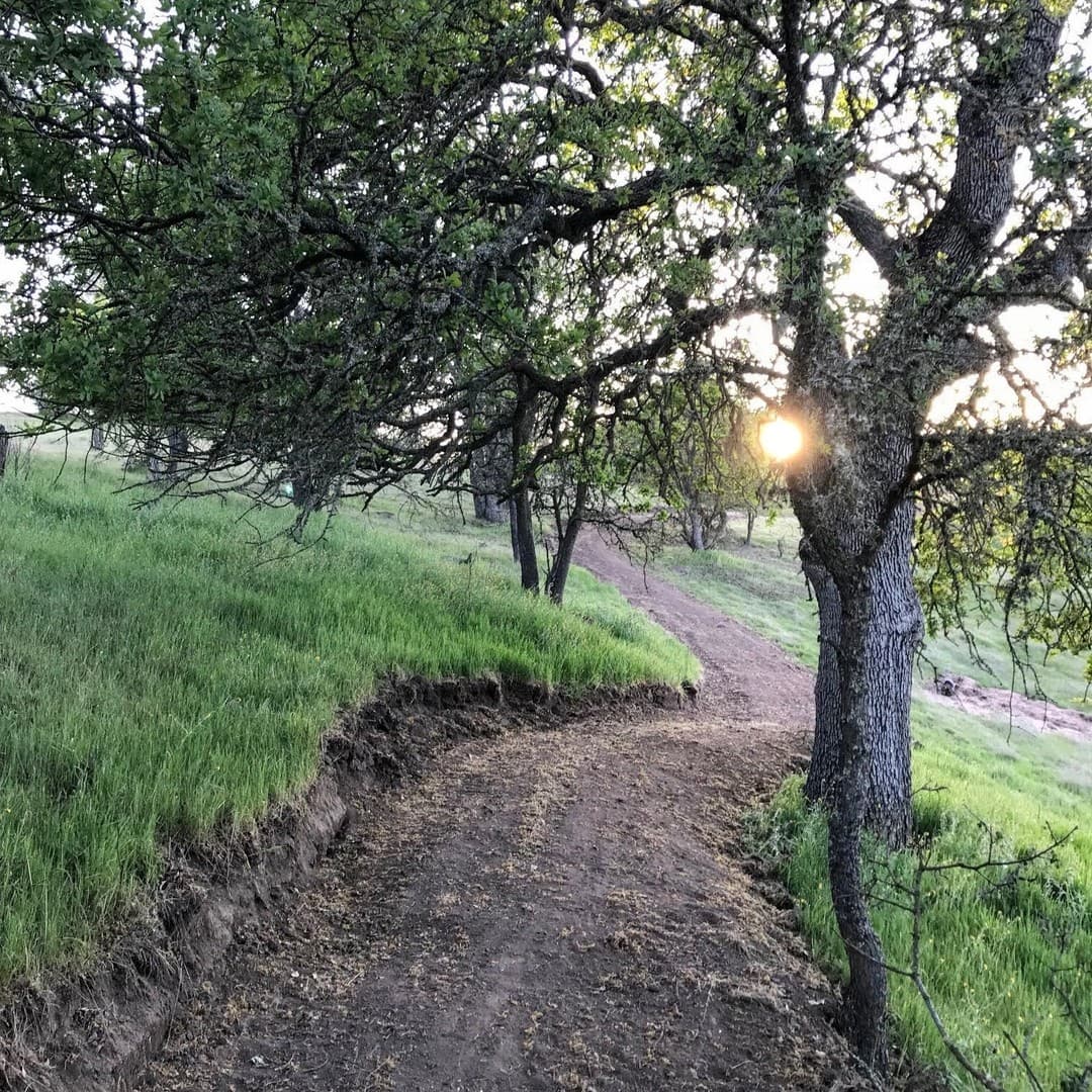 A dirt trail winding through oak trees at sunrise